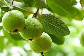 Guava Allahabad Safeda